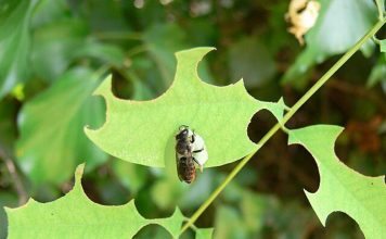 La Faim, un Signal de Métamorphose chez Abeilles La Faim, un Signal de Métamorphose chez Abeilles