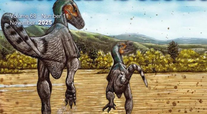 Dinosaure Mongol Vitesse Comparable à Usain Bolt Dinosaure Mongol Vitesse Comparable à Usain Bolt