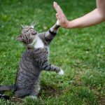 Meilleure Communication avec un Chat Selon une Étude Meilleure Communication avec un Chat Selon une Étude