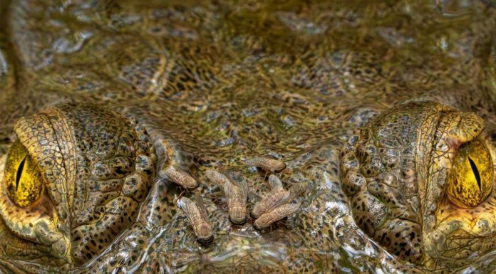 Regard Captivant D’Un Crocodile Couronné en Photo Regard Captivant D’Un Crocodile Couronné en Photo