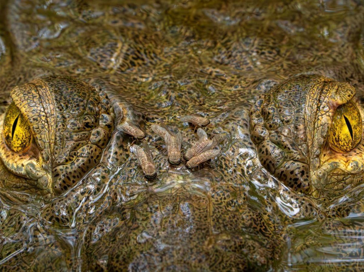 Regard Captivant D’Un Crocodile Couronné en Photo Regard Captivant D’Un Crocodile Couronné en Photo