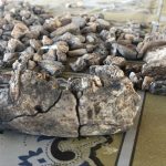 Découverte Révolutionnaire sur les Paranthropes Disparus Découverte Révolutionnaire sur les Paranthropes Disparus