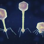 Des Virus Tueurs de Bactéries Dopés par L’Apesanteur Des Virus Tueurs de Bactéries Dopés par L’Apesanteur