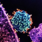 Nipah: quel Est ce Virus qui InquièTe L’Inde? Nipah: quel Est ce Virus qui InquièTe L’Inde?