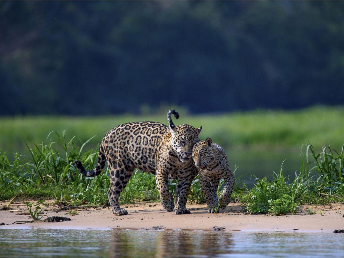 Femelles Jaguars Sauvages Miaulent pour Communiquer Femelles Jaguars Sauvages Miaulent pour Communiquer