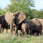 Haut-Lomami: des Éléphants Ravagent les Champs À Mulongo Haut-Lomami: des Éléphants Ravagent les Champs À Mulongo