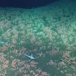 Merveilles des Profondeurs Marines Argentines Merveilles des Profondeurs Marines Argentines