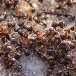 La Pollution de L’Air Détruit Aussi les Colonies de Fourmis La Pollution de L’Air Détruit Aussi les Colonies de Fourmis