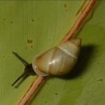 Escargots des Îles Menacés D’Extinction Ignorés Escargots des Îles Menacés D’Extinction Ignorés