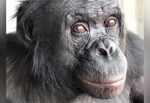 Un Bonobo Prouve L’Imagination Partagée avec L’Homme Un Bonobo Prouve L’Imagination Partagée avec L’Homme