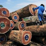 Opérations ICCN Contre L’Exploitation Illégale au Virunga Opérations ICCN Contre L’Exploitation Illégale au Virunga