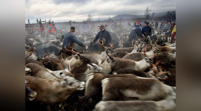 Les Samis, un Peuple en Sursis? Les Samis, un Peuple en Sursis?