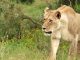 Tanganyika: un Lion en Divagation SèMe la Panique À Nyunzu Tanganyika: un Lion en Divagation SèMe la Panique À Nyunzu