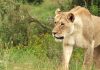 Tanganyika: un Lion en Divagation SèMe la Panique À Nyunzu Tanganyika: un Lion en Divagation SèMe la Panique À Nyunzu