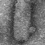 Cheval de Troie Viral dans les Virus Infectieux Cheval de Troie Viral dans les Virus Infectieux