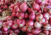 الجزائر تبدأ تصدير عشرات أطنان البصل لموريتانيا