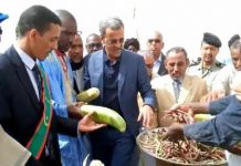 الحكومة تعلن نيتها شراء 1000 طن من الفاصلويا دعما للمزراعين