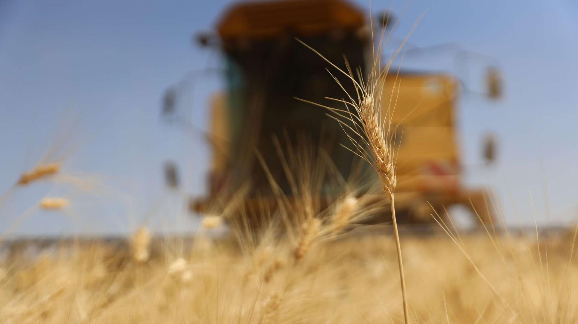 منظمة الأغذية: لا توجد دول في العالم يمكن أن تحل محل الإمدادات الغذائية من روسيا وأوكرانيا منظمة الأغذية: لا توجد دول في العالم يمكن أن تحل محل الإمدادات الغذائية من روسيا وأوكرانيا