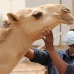 موريتانيا: ارتفاع حصيلة الوفيات المرتبطة بحمى الوادي المتصدع موريتانيا: ارتفاع حصيلة الوفيات المرتبطة بحمى الوادي المتصدع