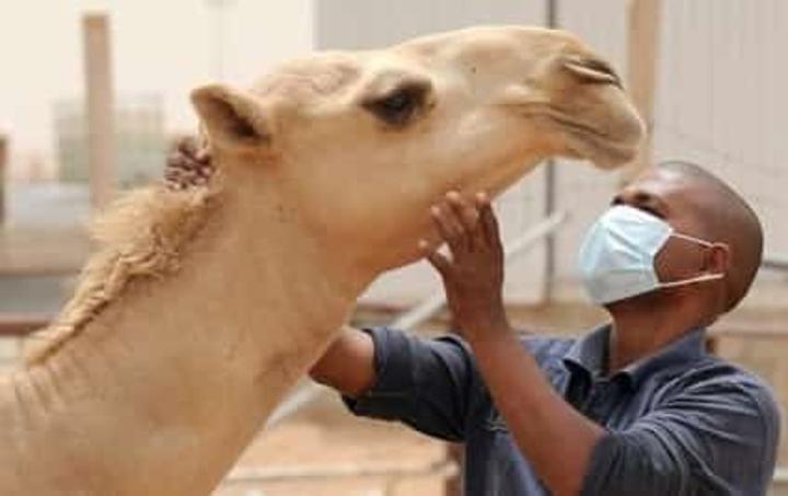 بؤرة جديدة للوادي المتصدع في آدرار وارتفاع في حصيلة الإصابات بؤرة جديدة للوادي المتصدع في آدرار وارتفاع في حصيلة الإصابات