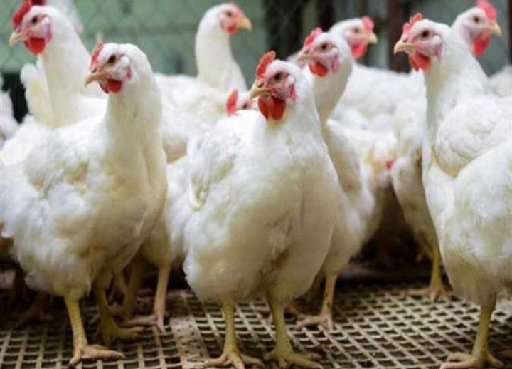 موريتانيا.. نفوق كميات “كبيرة” من الدواجن في عدة مزارع موريتانيا.. نفوق كميات “كبيرة” من الدواجن في عدة مزارع
