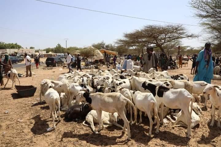 الحكومة: عائدات موريتانيا من بيع الأضاحي للسنغال ستتجاوز 8 مليارات أوقية الحكومة: عائدات موريتانيا من بيع الأضاحي للسنغال ستتجاوز 8 مليارات أوقية