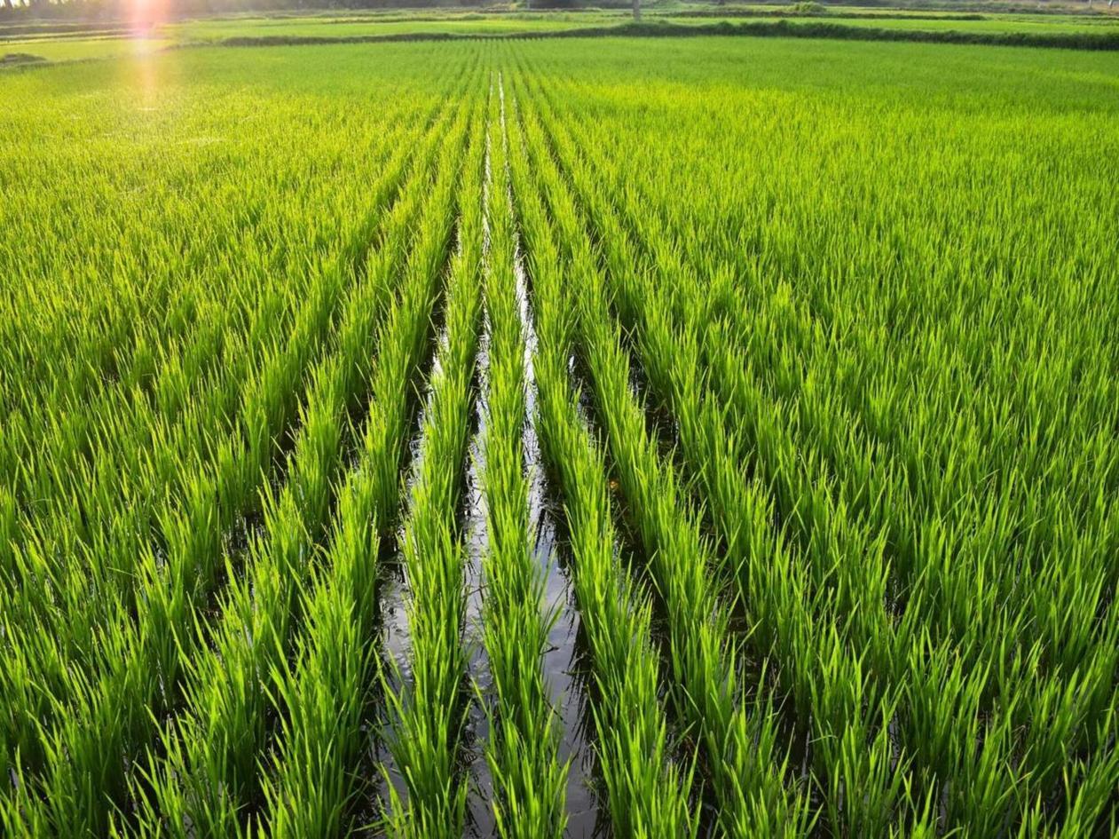 مؤشر أسعار الغذاء بأدنى مستوى في عامين رغم الارتفاع القياسي للأرز مؤشر أسعار الغذاء بأدنى مستوى في عامين رغم الارتفاع القياسي للأرز