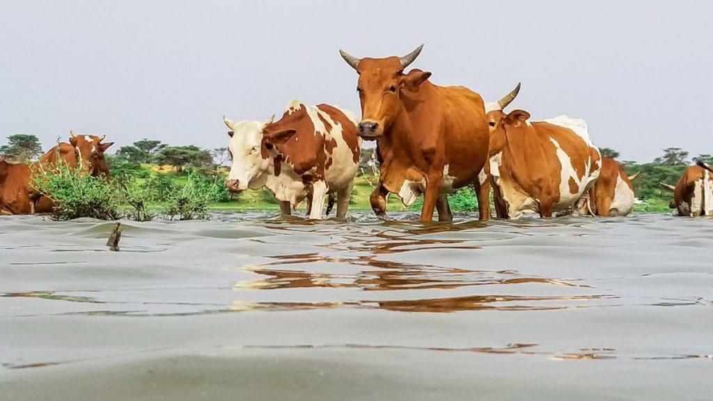 موريتانيا..هطول أمطار على ثلاث ولايات (مقاييس) موريتانيا..هطول أمطار على ثلاث ولايات (مقاييس)