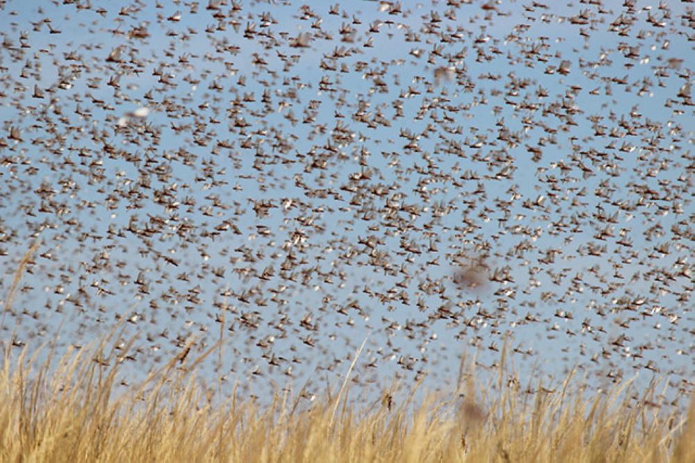موريتانيا: وزارة الزراعة تتوقع ظهور موريتانيا: وزارة الزراعة تتوقع ظهور