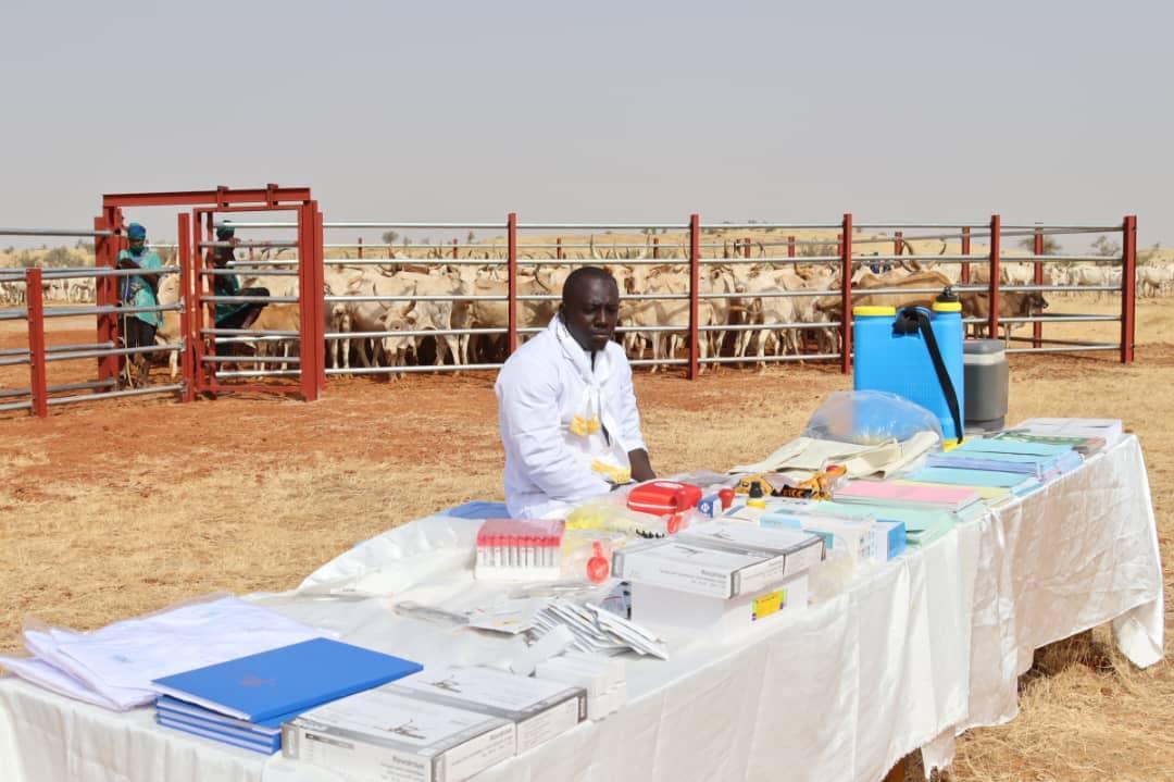 موريتانيا.. حملة لتوعية المنمين حول ضرورة تحصين المواشي موريتانيا.. حملة لتوعية المنمين حول ضرورة تحصين المواشي