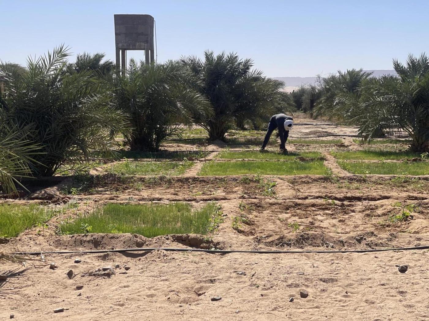 مشروع زراعي جديد يوفر 200 فرصة عمل للشباب في موريتانيا مشروع زراعي جديد يوفر 200 فرصة عمل للشباب في موريتانيا