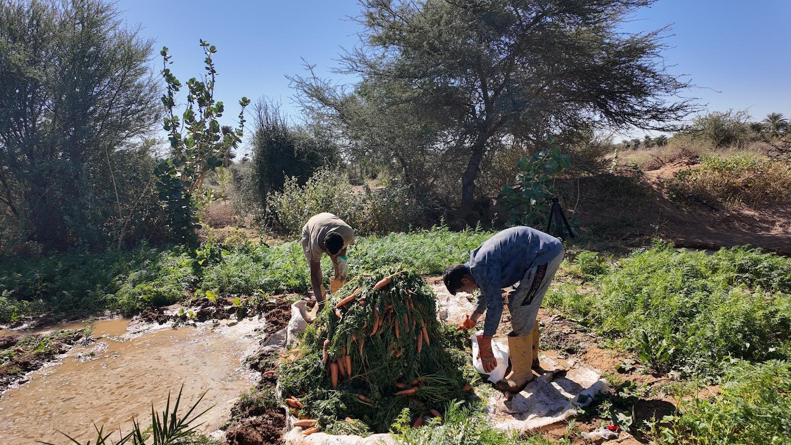 فيضانات نهر السنغال تهدد الإنتاج الزراعي في موريتانيا فيضانات نهر السنغال تهدد الإنتاج الزراعي في موريتانيا