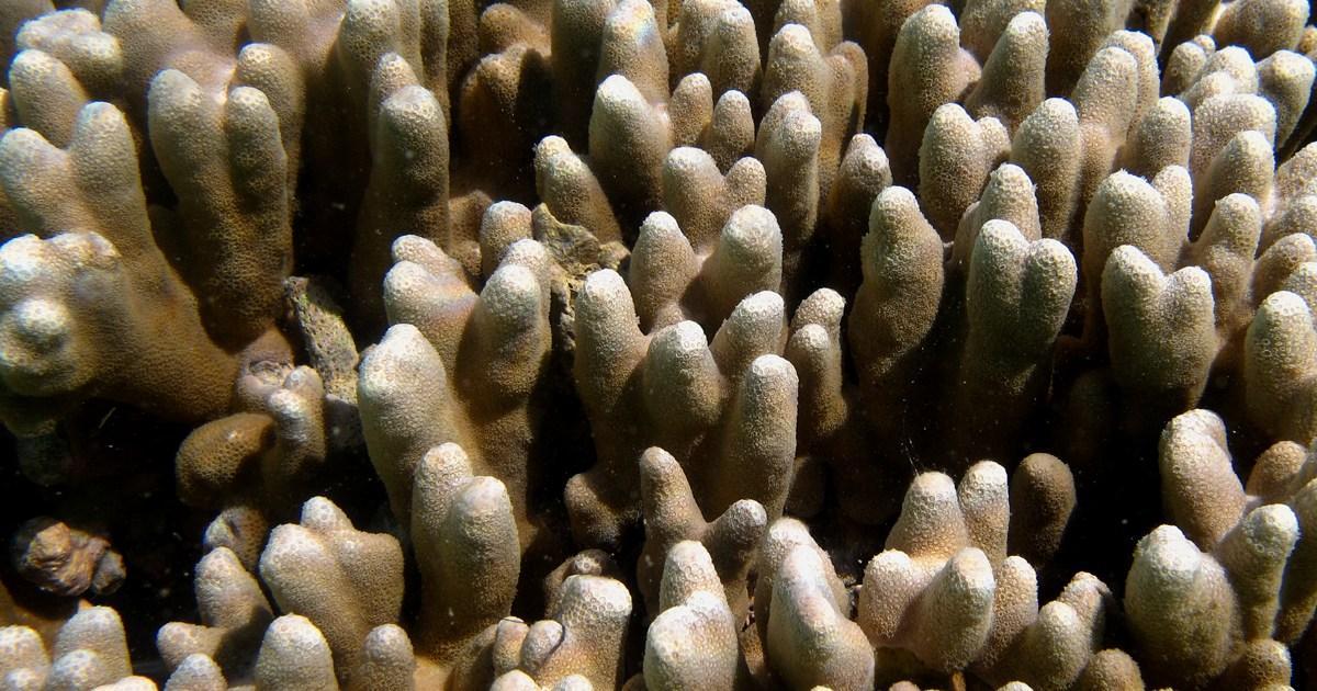 اكتشاف مرجان عملاق في جزر سليمان يمكن رؤيته من الفضاء اكتشاف مرجان عملاق في جزر سليمان يمكن رؤيته من الفضاء
