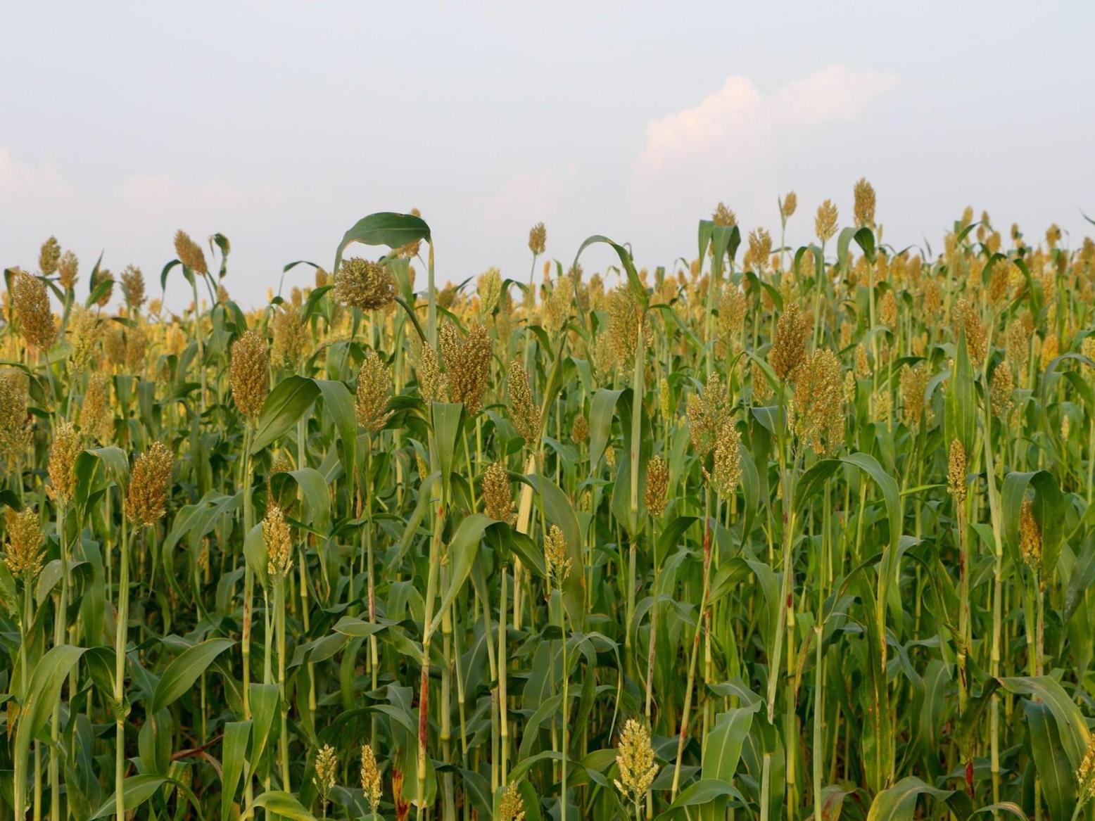 من القمح إلى البطاطا.. ثلث إنتاج الغذاء العالمي في مهب الريح من القمح إلى البطاطا.. ثلث إنتاج الغذاء العالمي في مهب الريح