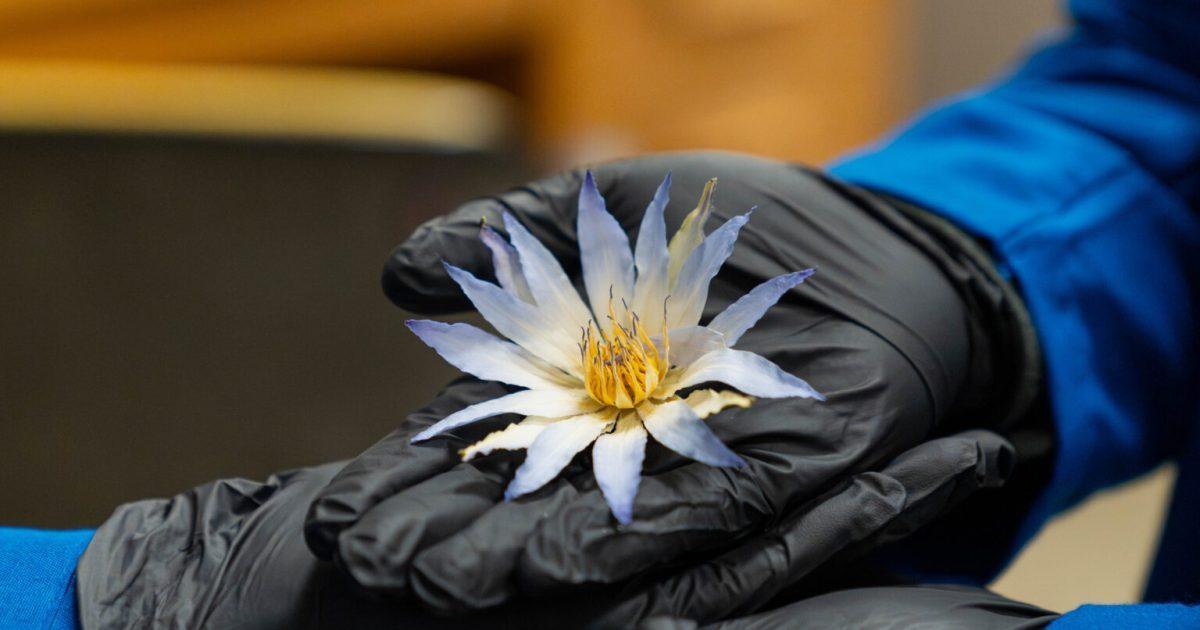 علماء يكشفون أسرار علماء يكشفون أسرار