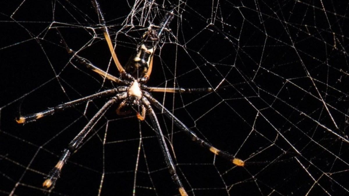 ما سر المرونة الاستثنائية لخيوط العنكبوت؟ ما سر المرونة الاستثنائية لخيوط العنكبوت؟