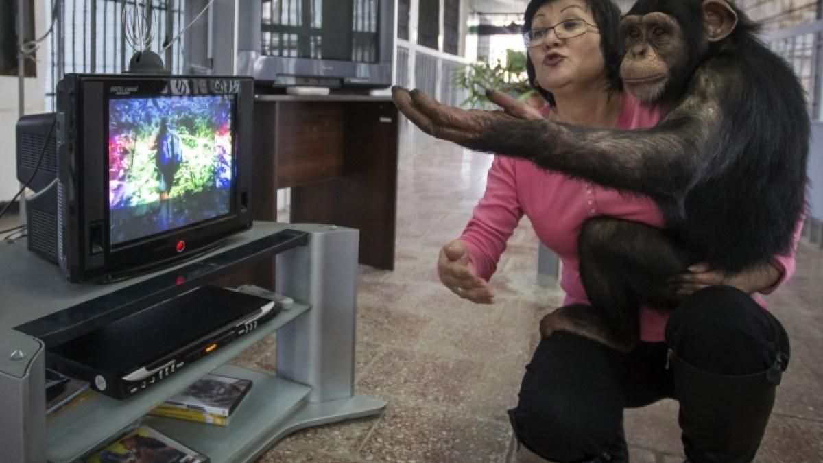 أمومة على طريقة البشر.. الشمبانزي يكشف جذور التعلق العاطفي أمومة على طريقة البشر.. الشمبانزي يكشف جذور التعلق العاطفي