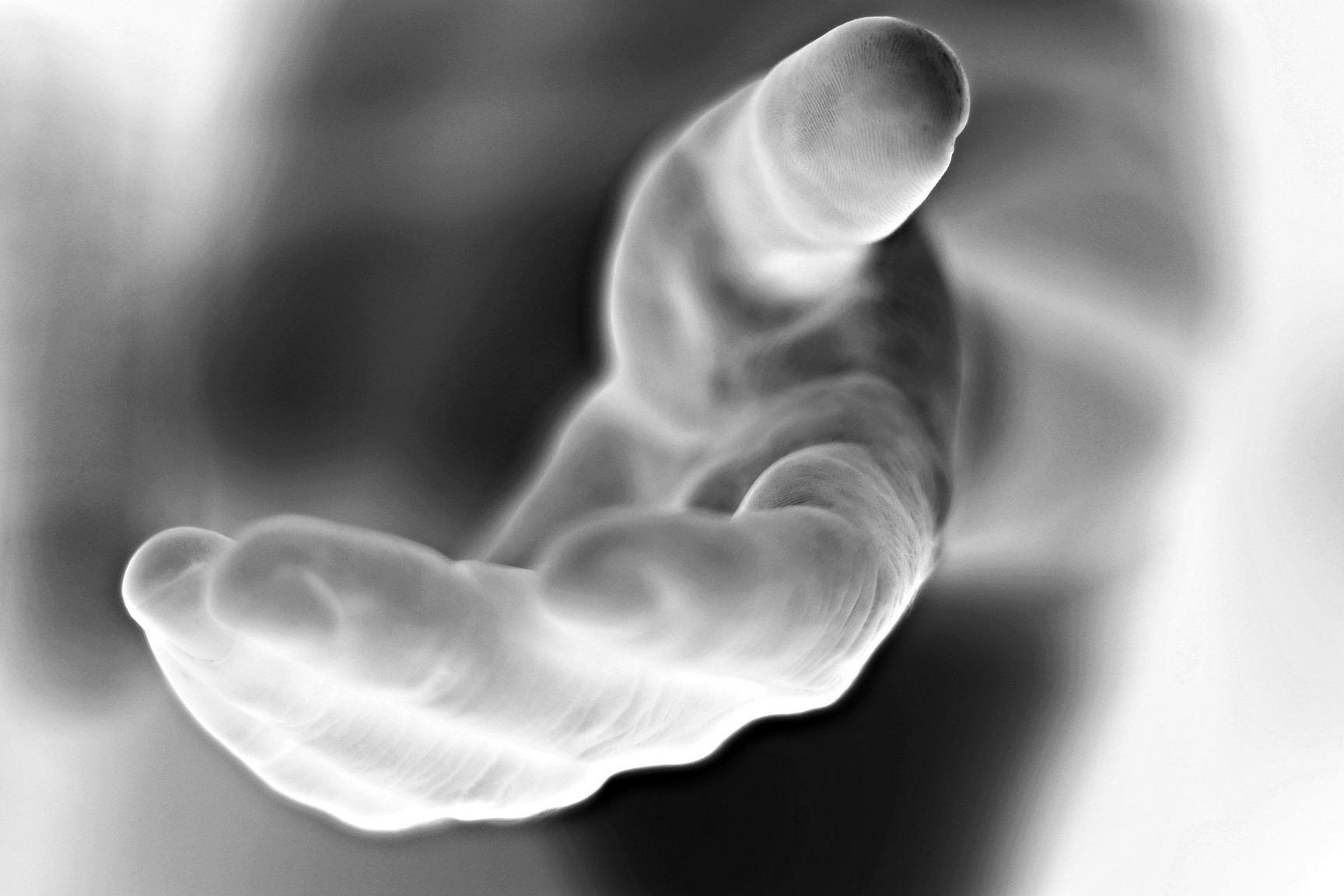 الأجساد الحية الأجساد الحية