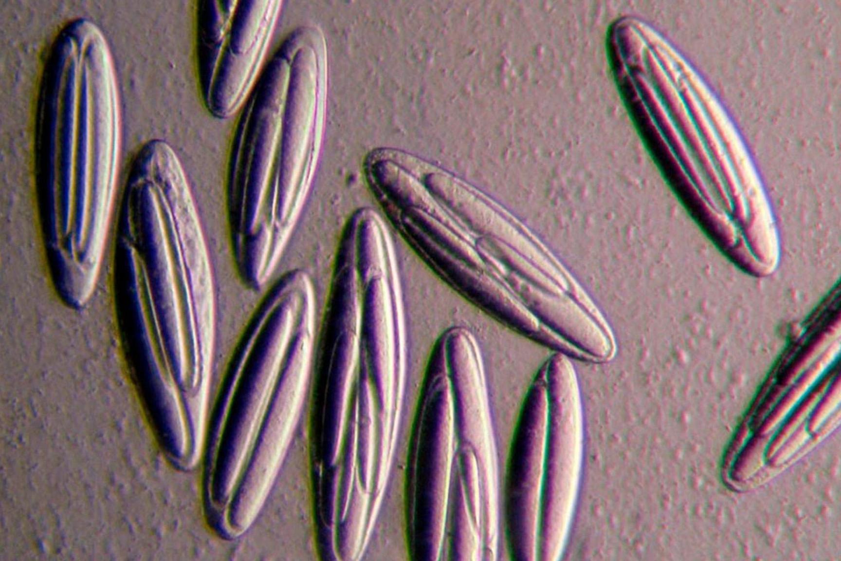 كيف استمدت الخلايا القديمة طاقتها بعصر ما قبل البناء الضوئي؟ كيف استمدت الخلايا القديمة طاقتها بعصر ما قبل البناء الضوئي؟