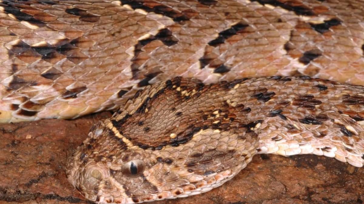 اكتشاف أفاعي سامة تساعد الإنسان في الحفاظ على البيئة اكتشاف أفاعي سامة تساعد الإنسان في الحفاظ على البيئة