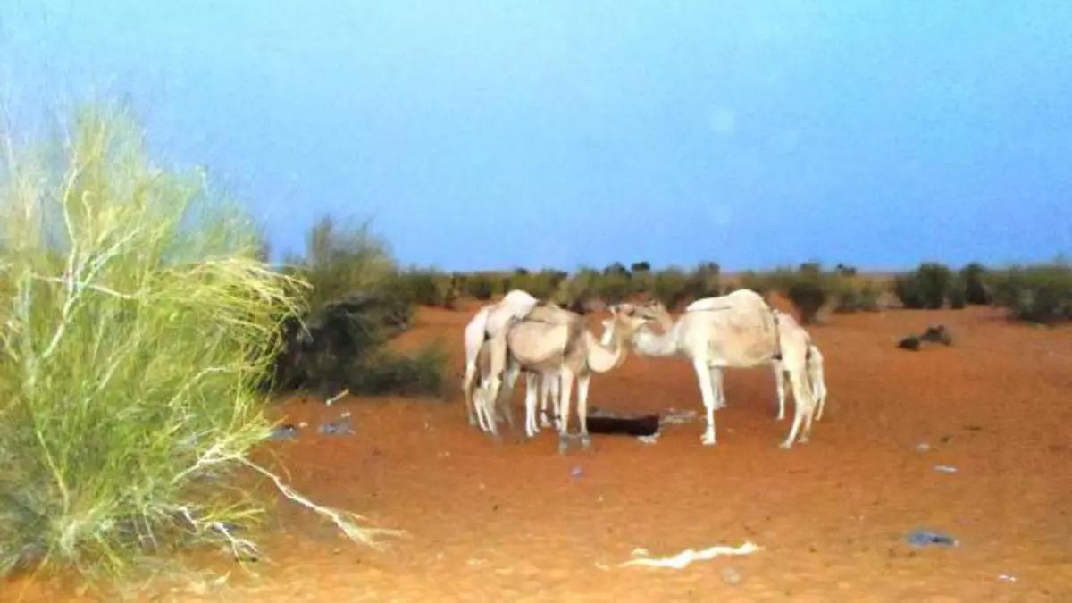 موريتانيا توقع اتفاقية لمراقبة مرض الإبل والأبقار موريتانيا توقع اتفاقية لمراقبة مرض الإبل والأبقار