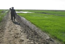 الحكومة الموريتانية تشيد بإنجازات المزارعين المحليين الحكومة الموريتانية تشيد بإنجازات المزارعين المحليين