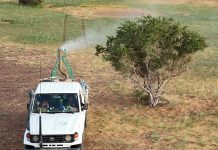 انتشار يرقات الجراد في ثلاث ولايات بموريتانيا انتشار يرقات الجراد في ثلاث ولايات بموريتانيا