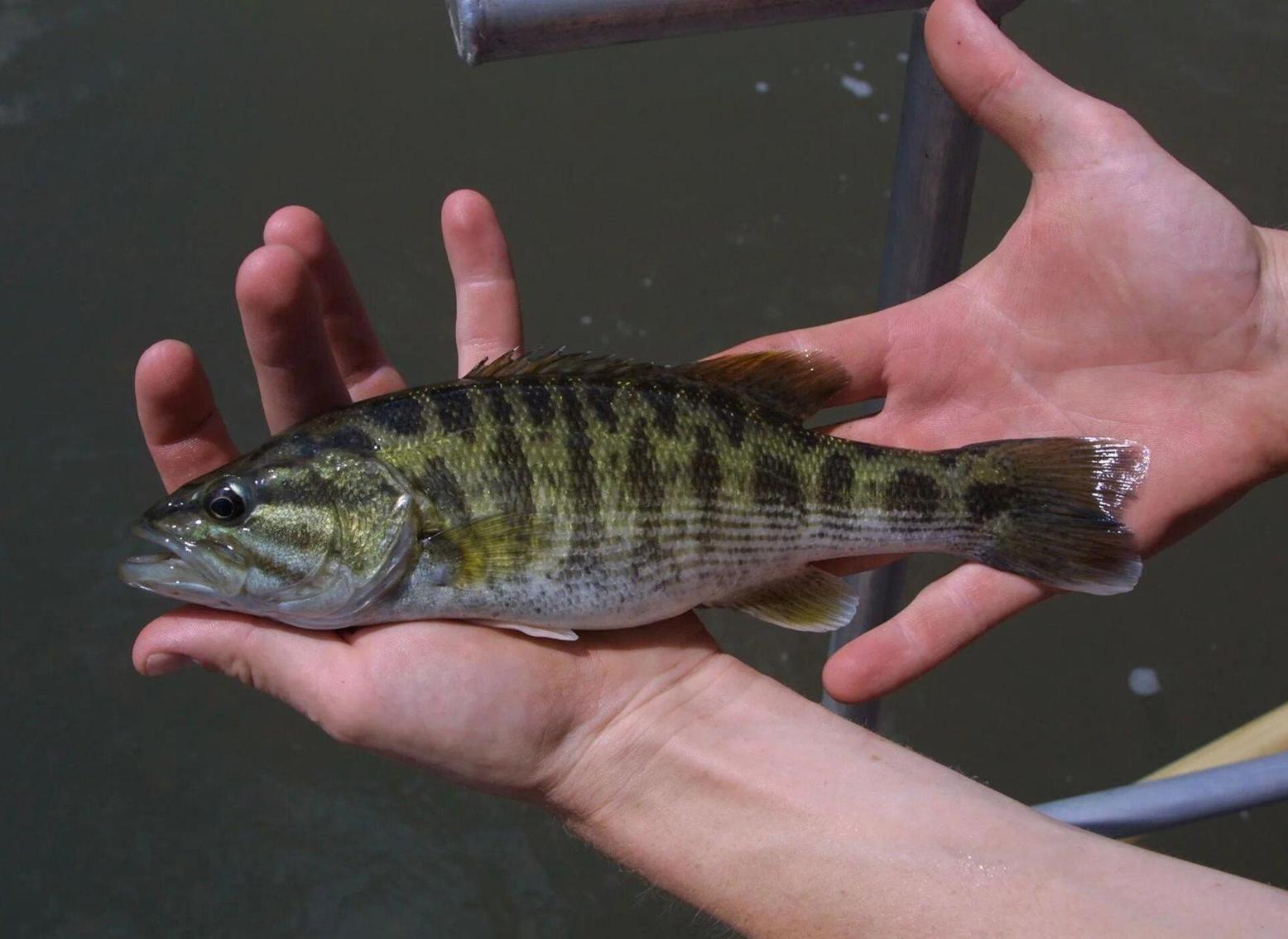 العلماء يكتشفون نوعين جديدين من سمك العلماء يكتشفون نوعين جديدين من سمك