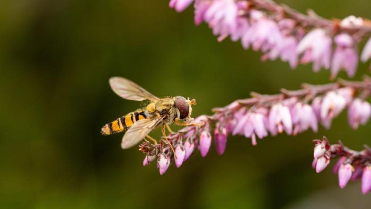 قصة ذبابة قصة ذبابة