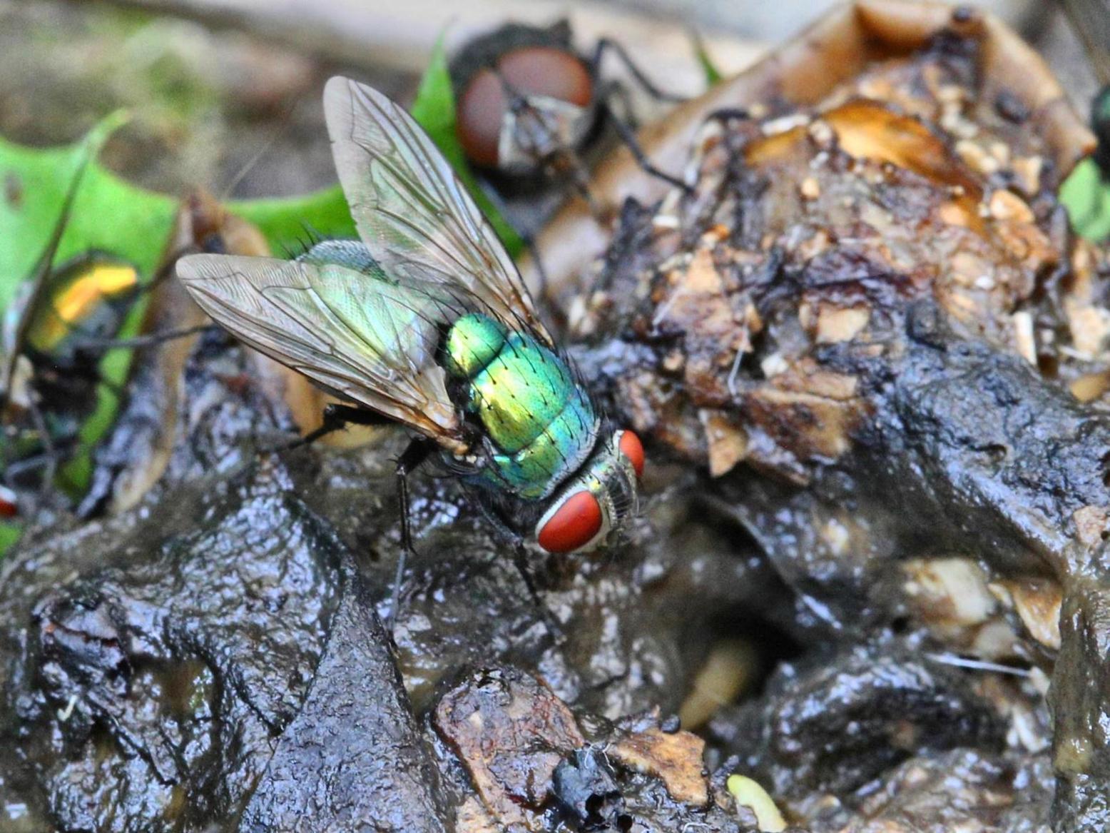 علم الحشرات الجنائي: دور الذباب في حل الجرائم علم الحشرات الجنائي: دور الذباب في حل الجرائم