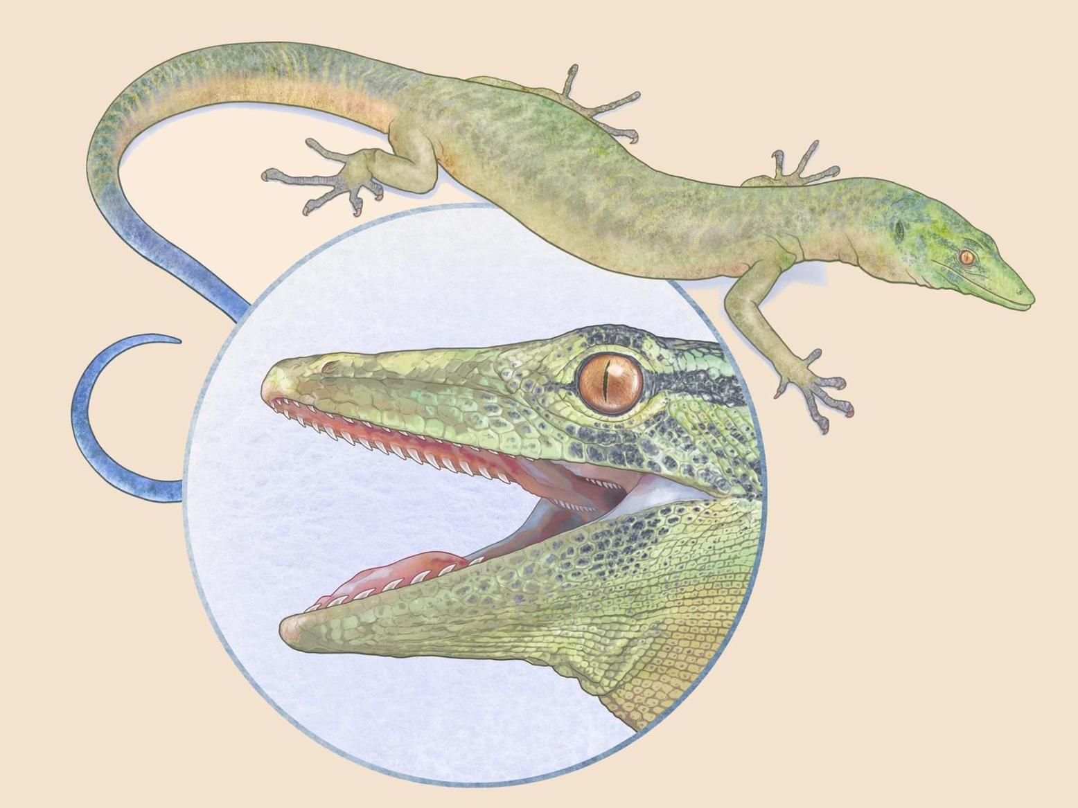 فك ثعبان وجسد سحلية.. مخلوق غامض عاش قبل 160 مليون سنة فك ثعبان وجسد سحلية.. مخلوق غامض عاش قبل 160 مليون سنة