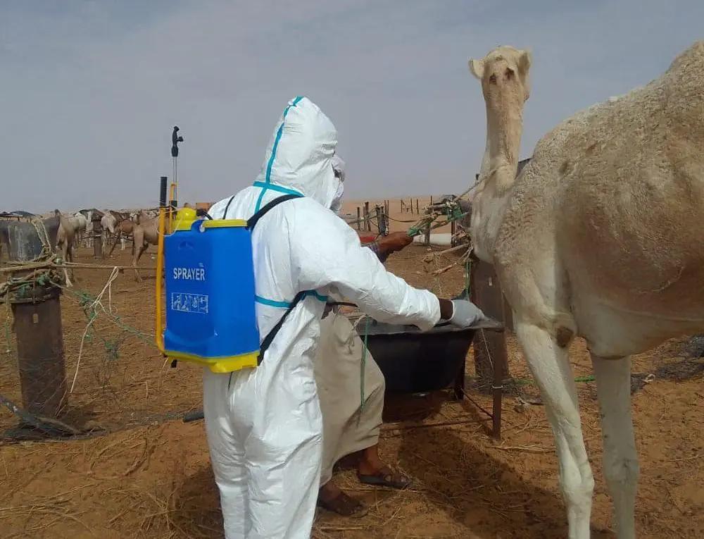 كيديماغا: تسجيل أول إصابة بشرية بحمى الوادي المتصدع كيديماغا: تسجيل أول إصابة بشرية بحمى الوادي المتصدع