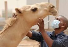 موريتانيا: تفشّي حمى الوادي المتصدع يطال 10 ولايات موريتانيا: تفشّي حمى الوادي المتصدع يطال 10 ولايات