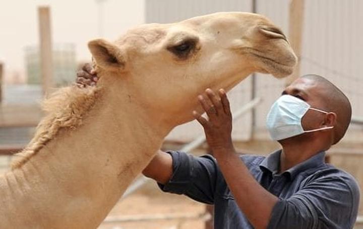 وزارة التنمية الحيوانية: انتهاء بؤرتي الوادي المتصدع وزارة التنمية الحيوانية: انتهاء بؤرتي الوادي المتصدع